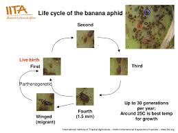 Aphididae), and its associated insects in the banana plantations. Biology Monitoring And Management Of Banana Aphid Vector Of Banana