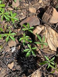 Image result for Ipomoea magnusiana