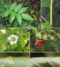 Image result for Rubus pinnatus