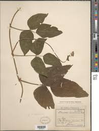 Image result for Vigna vexillata