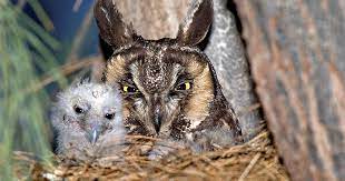 Owl Breeding Reproduction The Owl Pages
