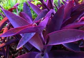 The size and gorgeous color of zwartkop make it an ideal plant for outdoor succulent gardens, provided that the climate is appropriate. Top 20 Most Beautiful Purple Succulents In The World Succulents Network