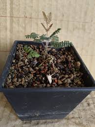 Image result for Alantsilodendron pilosum