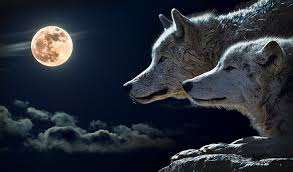 We did not find results for: Dreams About Wolves Interpretation And Meaning