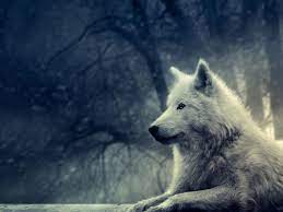Wolf 4k Wallpapers For Your Desktop Or Mobile Screen Free And Easy To Download Game Of Thrones Ghost Game Of Thrones Wolves Game Of Thrones Art