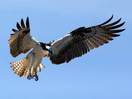 Birds That Look Like Eagles In Florida Osprey Everglades Tours Everglades Tour Birds Of Prey Everglades