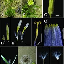 Image result for Crepis newii