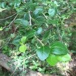 Image result for Dovyalis zeyheri