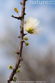 Image result for Acacia mellifera