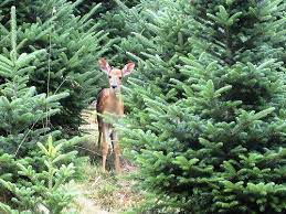 Baby Deer In A Fraser Fir Christmas Tree Field Courtesy Of Bryan Davis Fraser Fir Christmas Tree Fir Christmas Tree Christmas Tree Farm