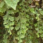 Image result for Hymenophyllum splendidum