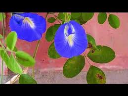 Pengertian tunjung adalah tumbuhan bunga, hidup terapung di air, bunganya (ada yang biru, putih. Tak Hanya Cantk Inilah Khasiat Terbesar Bunga Telang Biru Untuk Mata Bayi Youtube