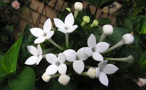 Image result for Bouvardia longiflora