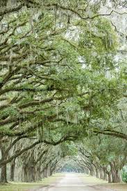Hampton inn bay or holiday inn express? Savannah A City With Charms Both Historical And Culinary The New York Times