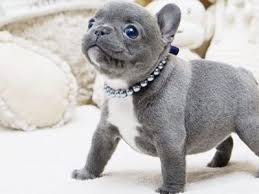 These french bulldog speaker are waterproof, portable & wireless. All Puppies For Sale Microteacups Posh Pocket Pups Teacup Puppies Micro Teacup Puppies French Bulldog Puppies