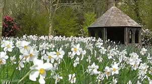 Unlike other florists in melbourne, flowers 24 hours provides you with much more than just beautiful bouquets. White Flower Gif Nature Beautiful Gif Beautiful Nature