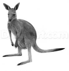 How To Draw A Realistic Kangaroo Kangaroo Drawing Kangaroo Guided Drawing