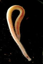 Image result for Asplenium markusbeckeri