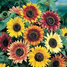 Sunflower Seeds Autumn Beauty Flower Seeds In Packets Bulk Eden Brothers Planting Sunflowers Dwarf Sunflowers Flower Seeds