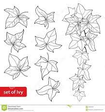 Resultat De Recherche D Images Pour Dessin Feuille De Lierre Vine Drawing Botanical Line Drawing Evergreen Climbing Plants