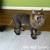 Comb Cut For Cats