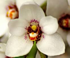 They're easy and attractive to display, and their exotic nature makes them irresistible to your customers. Orchid Flowers 101 How To Grow And Care For Beautiful Orchids