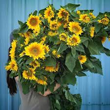 Sunflower Flash Sale Friends The Field Exploded In Colour Over Night And We Need Your Help We Are Swimming In Sunflowers August Flowers Plants Growers