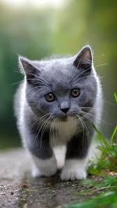 Find best cat wallpaper and ideas by device, resolution, and quality (hd, 4k) from a curated if you own an iphone mobile phone, please check the how to change the wallpaper on iphone page. Hd Wallpaper Cute Cat Short Haired Grey And White Kitten Animals Mobile Wallpaper Flare