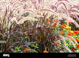 Image result for Cenchrus setaceus