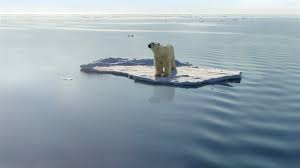 La Survie De L Ours Blanc Dans Le Monde Dependrait Des Canadiens Regard Sur L Arctique