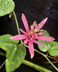 Image result for Passiflora sanguinolenta
