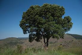 Image result for Syzygium cordatum