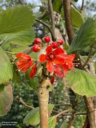 Image result for Greyia