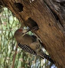 Birds have most often been seen using tools to hunt or forage. The Art Of Paying Attention Gila Woodpecker Azpm