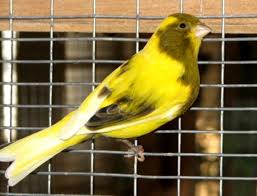 Border Canary