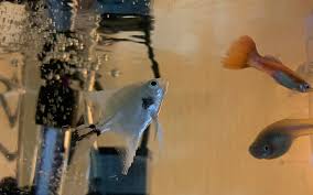 Your tank should be filled with bottled, filtered water. Do Angelfish Need Oxygen Filters Pet Fish Online