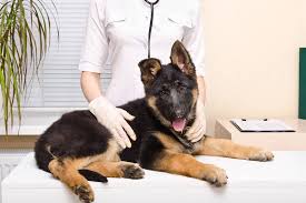 This is sometimes referred to as the superman position.. Back Leg Weakness In Dogs Symptoms Causes Diagnosis Treatment Recovery Management Cost