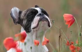 Dog Travel Anxiety The Best Natural Remedies For Calming Your Dog