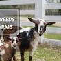 Dairy goat breeds from chaffhaye.com