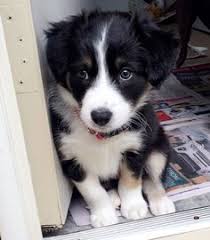 Border Collie Australian Shepherd Mix Black And Brown Justviral Net Find Viral Images Online Cute Dogs Cute Cats And Dogs Dogs