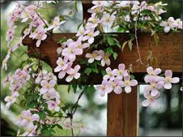 Green facades typically support climbing plants that climb up the vertical face of the host wall, while green walls can accommodate a variety of plant species. Top 10 Most Beautiful Climbing Plants For Your Garden