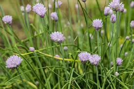 Maybe you would like to learn more about one of these? Wild Flowers Purple Flowers Weeds Wild Flower Violet Field Meadow Pikist