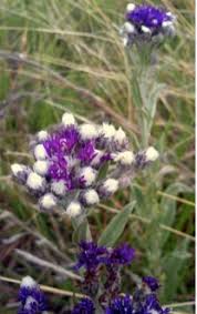 Image result for Vernonia natalensis