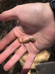 They also inhabit areas of the sierra nevada. Baby Alligator Lizard Contoh Soal Pelajaran Puisi Dan Pidato Populer