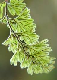 Image result for Hymenophyllaceae