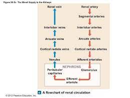 Pin By Rabnawazrajper On School In 2021 Flow Chart Chart Renal