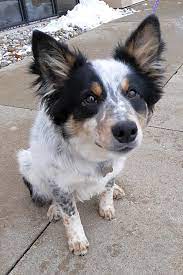 Border collie puppies for adoption in michigan. These Detroit Based Puppies Are Up For Adoption And In Need Of A Good Home