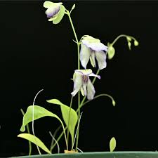 Image result for Utricularia appendiculata
