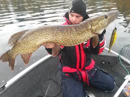 Apr 14, 2019 · darko med sin nya pb gädda på 9kg och 104cm. Valja Spinnspo For Gaddgummi Act Fishing Boardculture
