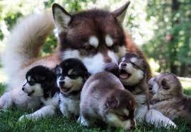 Maybe you would like to learn more about one of these? The Fascinating World Of The Alaskan Malamute S Colors K9 Web